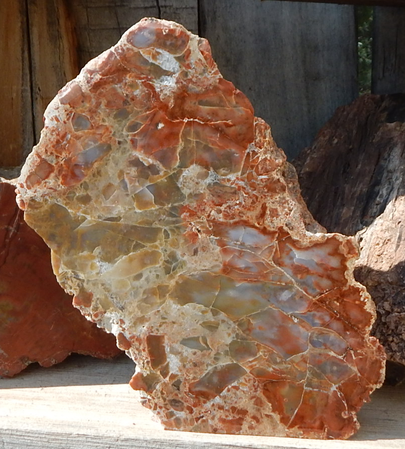 utah cycad (cycadeoidea) petrified wood specimen