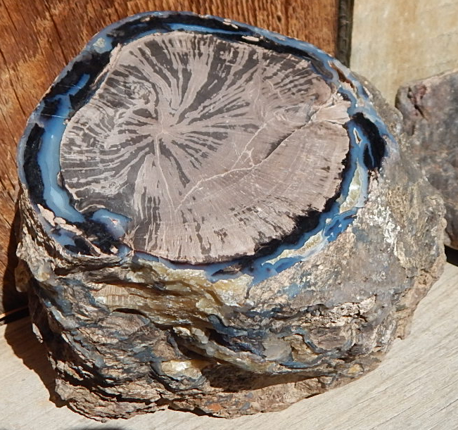 Blue Forest WY Petrified Wood Specimen