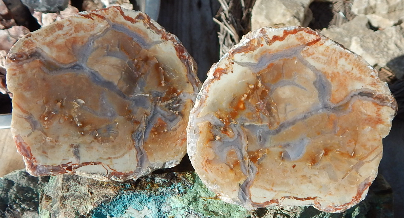 Utah gem coprolite specimens