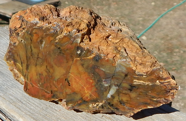 Morrison Cycad petrified wood specimen