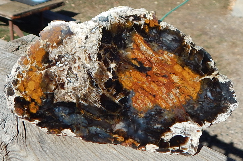 Hubbard Basin petrified wood specimen