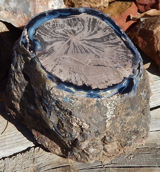 Blue Forest Wyoming Petrified Wood Round
