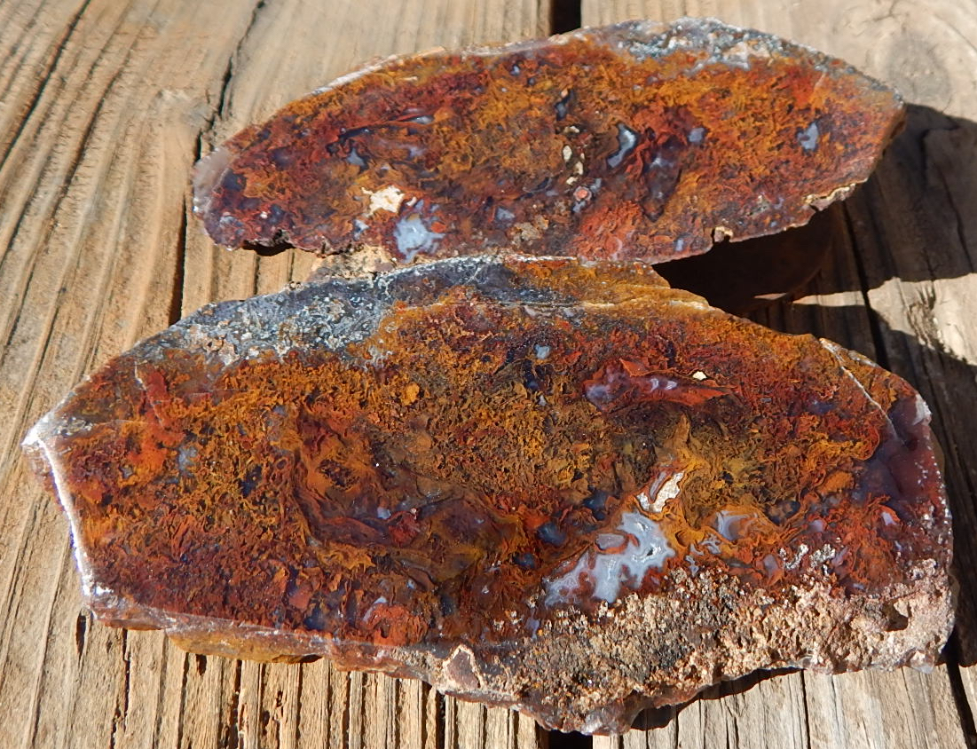 Utah Petrified Wood Specimens