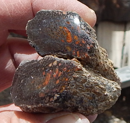 Utah agatized gem dinosaur bone pair specimens