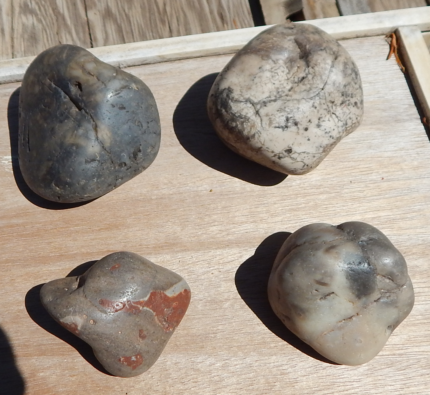 utah gastroliths Dinosaur "gizzard stones