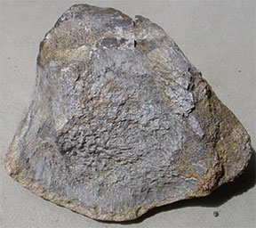 Utah Dinosaur Bone Specimen #1