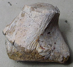Utah Dinosaur Bone Specimen #2