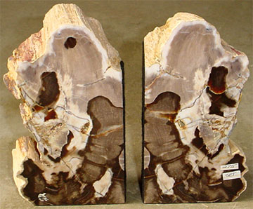 Wyoming Petrified Wood Polished Bookends - Approx size 12" x 12" x 2 
