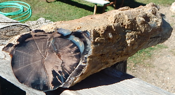 Blue Forest Petrified Wood Wyoming