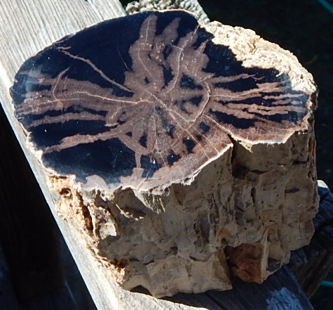 Blue Forest Petrified Wood Wyoming