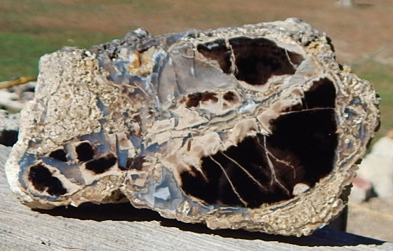 Blue Forest Petrified Wood Wyoming