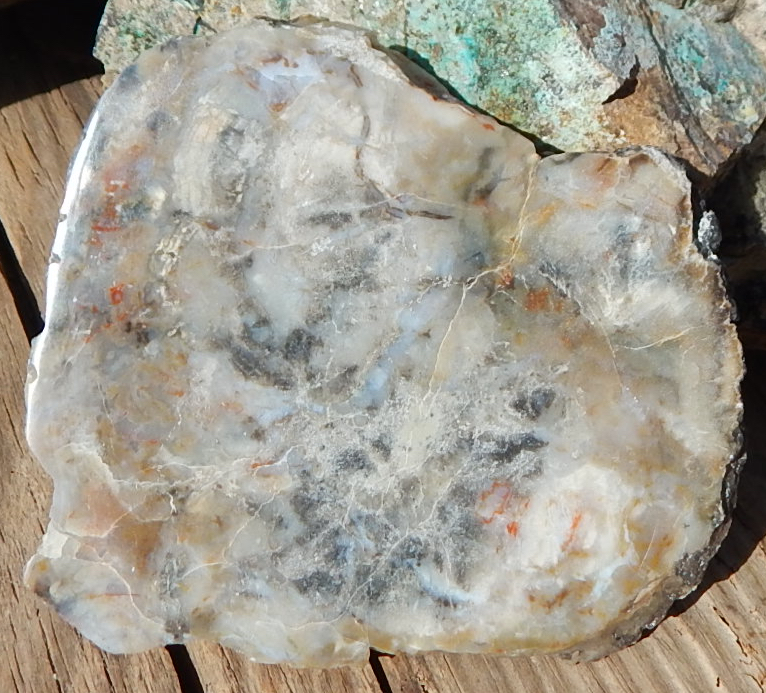 Utah gem coprolite specimen