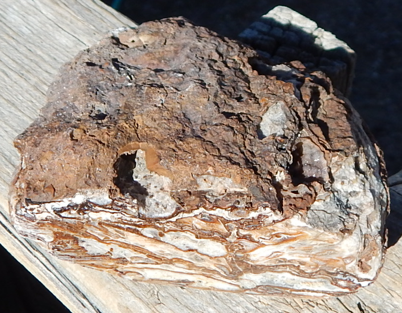 Utah petrified cycad specimen 
