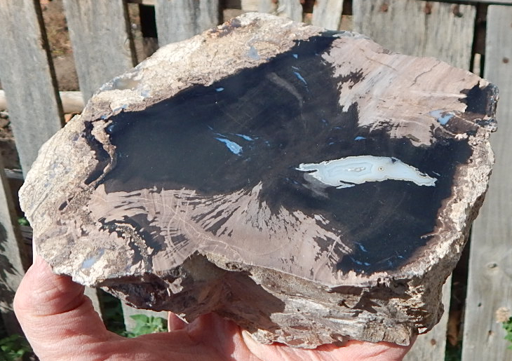 blue forest wyomng petrified wood