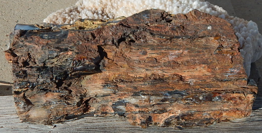 Hubbard Basin Petrified Wood