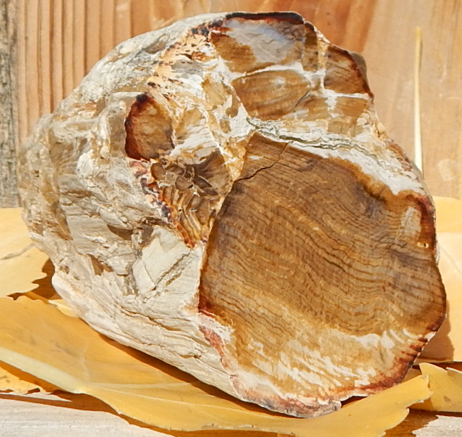 Unknown location Petrified Wood