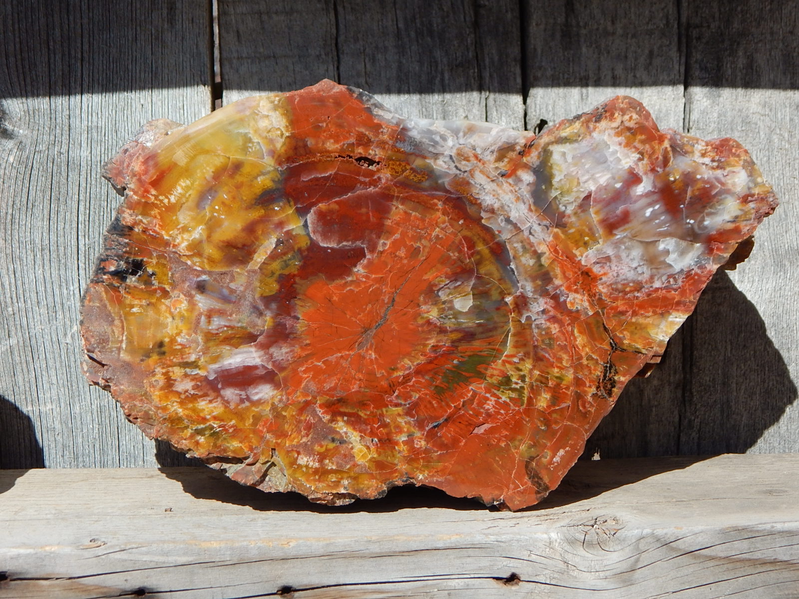 AZ Petrified Wood cut & polished slab