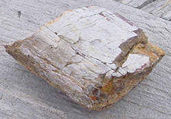 Utah Dinosaur Bone Speciment #3
