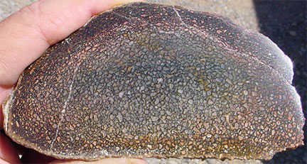 Utah Dinosur Bone Slab