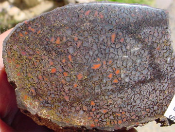 Utah Dinosaur Bone - 1b