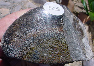 Utah Dinosaur Bone - 1f