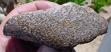 Utah Dinosaur Bone - 1g