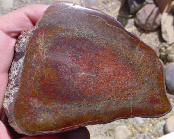 Utah Dinosaur Bone - 1h
