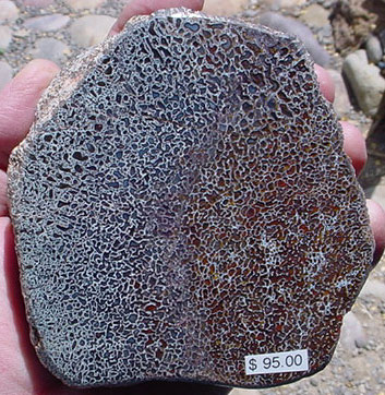 Utah Dinosaur Bone - 1i
